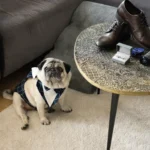 DSC06580_wynik-1100x733-1